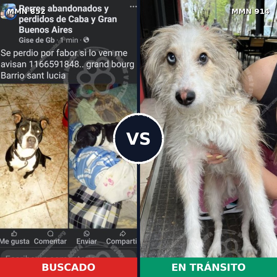 Comparativa MMS 14660: mascota perdida y mascota encontrada, 37% de similitud
