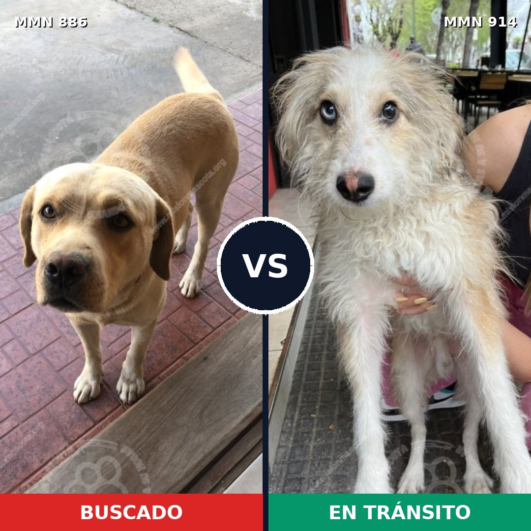 Comparativa MMS 14664: mascota perdida y mascota encontrada, 51% de similitud
