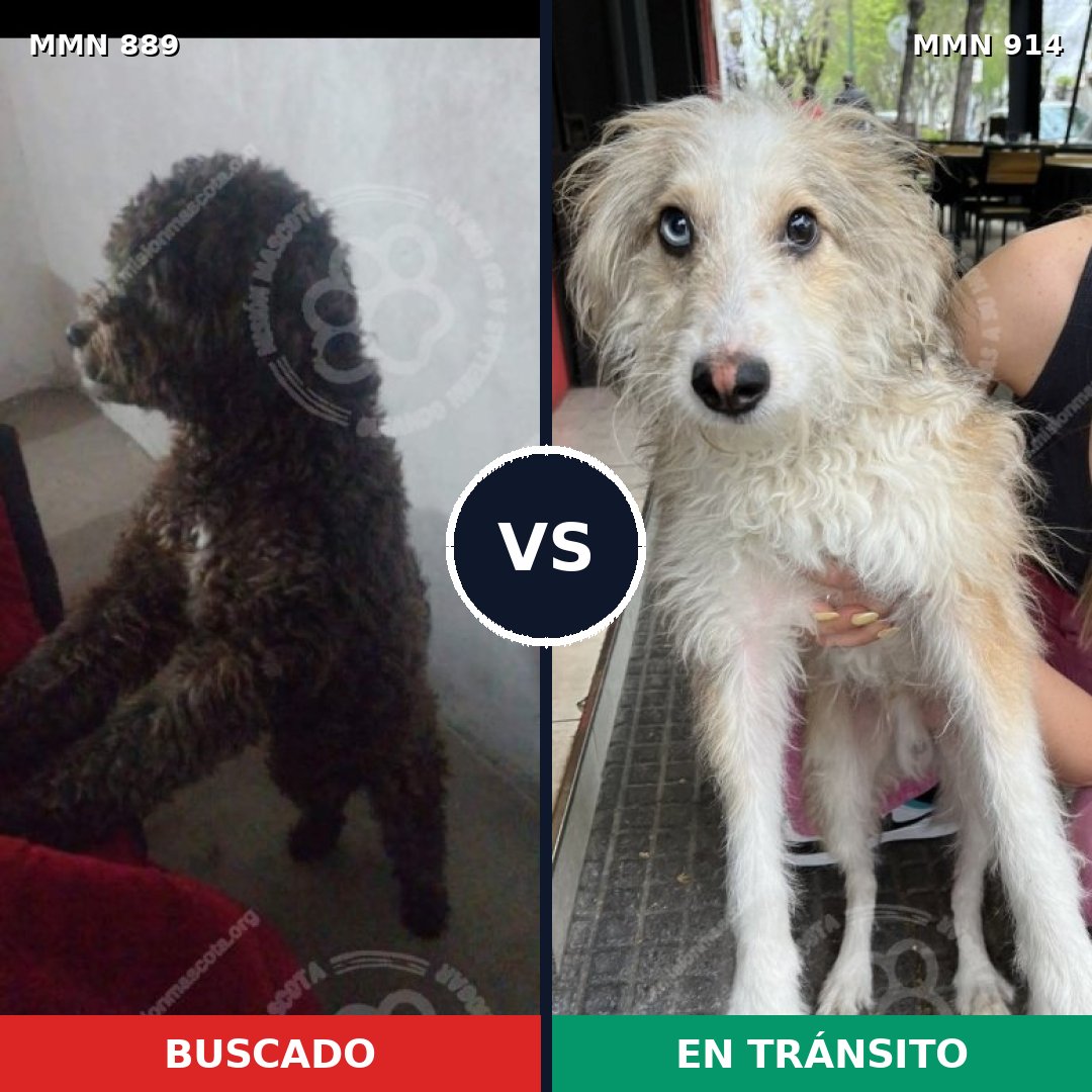 Comparativa MMS 14665: mascota perdida y mascota encontrada, 59% de similitud