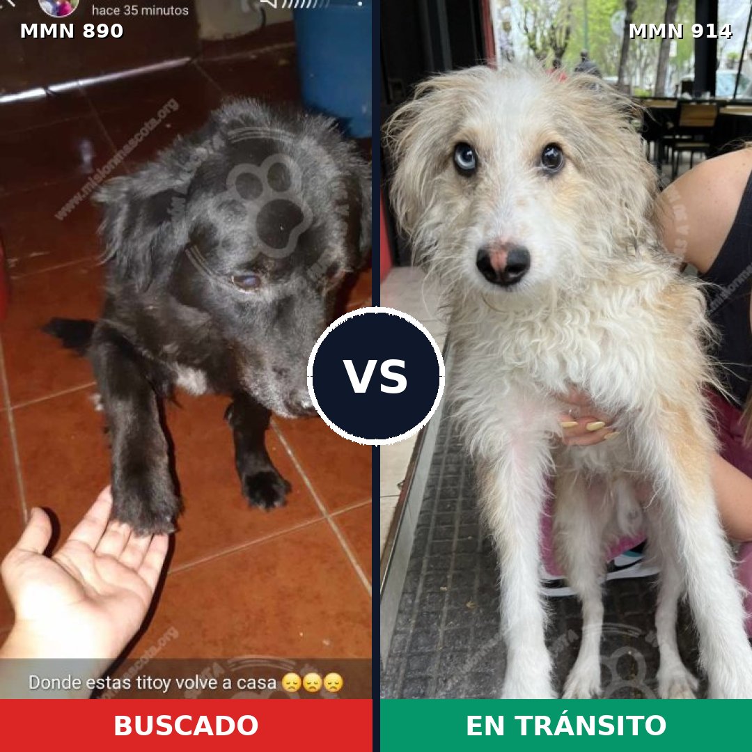 Comparativa MMS 14666: mascota perdida y mascota encontrada, 44% de similitud