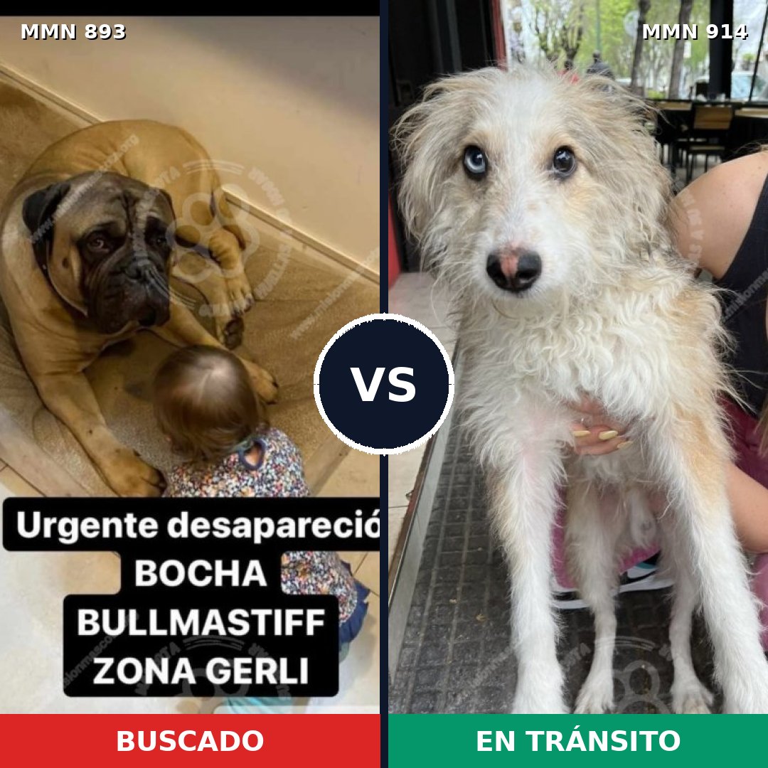 Comparativa MMS 14667: mascota perdida y mascota encontrada, 26% de similitud