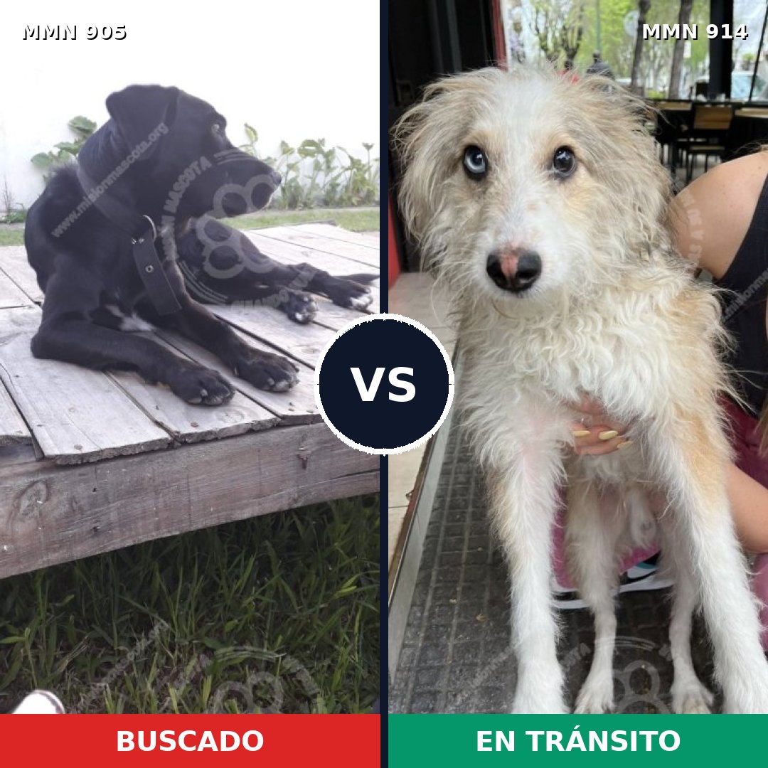 Comparativa MMS 14669: mascota perdida y mascota encontrada, 48% de similitud