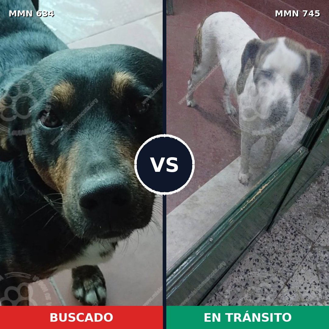 Comparativa MMS 14671: mascota perdida y mascota encontrada, 54% de similitud