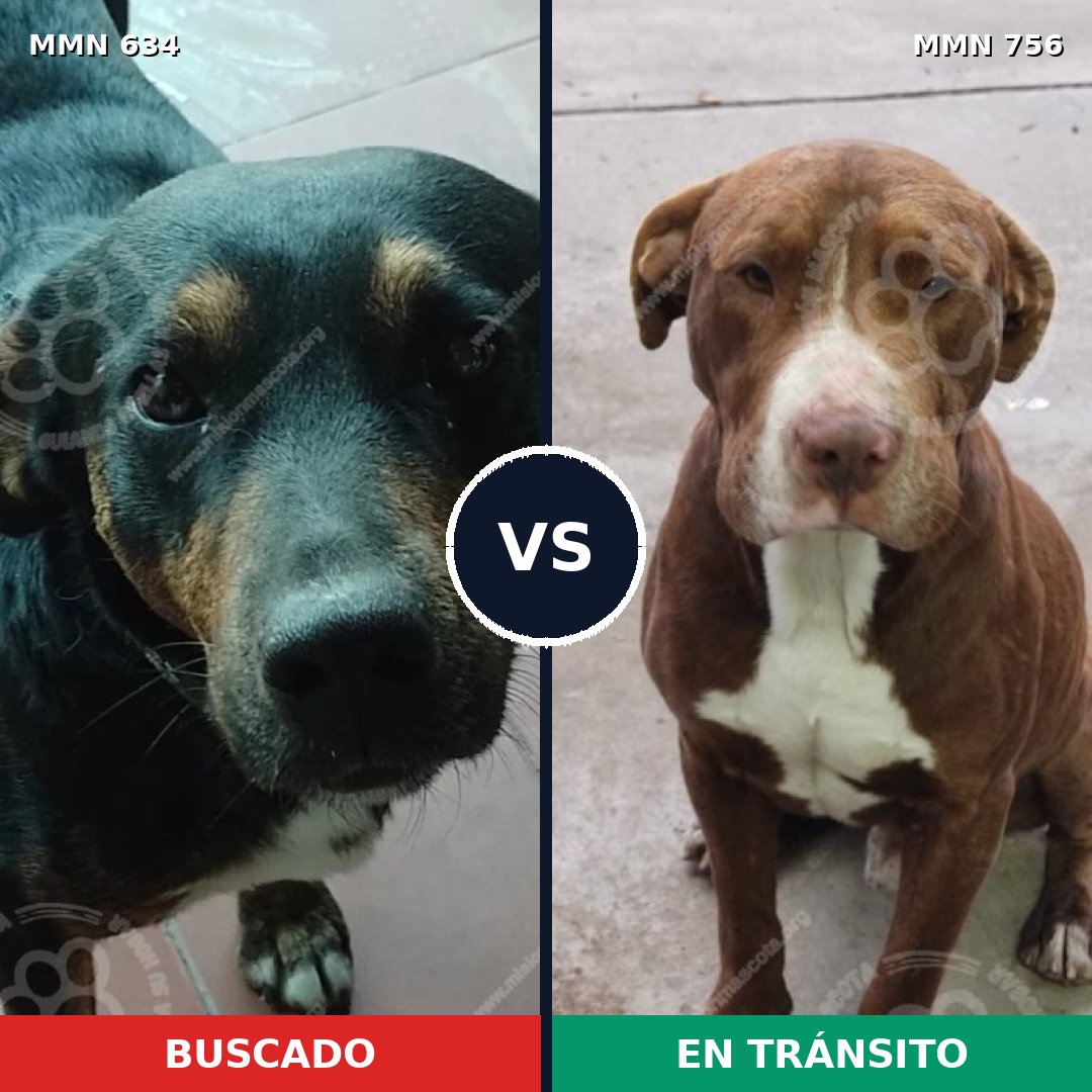 Comparativa MMS 14673: mascota perdida y mascota encontrada, 41% de similitud