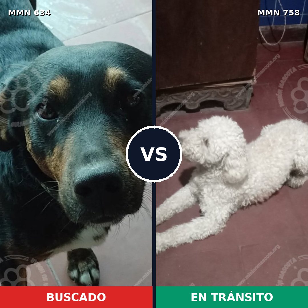 Comparativa MMS 14674: mascota perdida y mascota encontrada, 36% de similitud