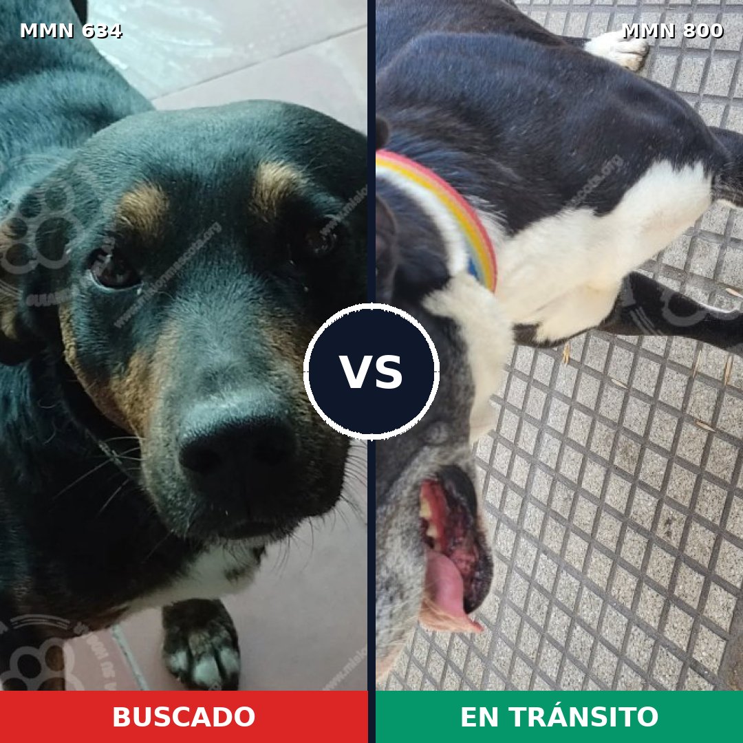 Comparativa MMS 14675: mascota perdida y mascota encontrada, 42% de similitud