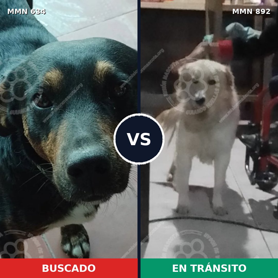 Comparativa MMS 14678: mascota perdida y mascota encontrada, 54% de similitud