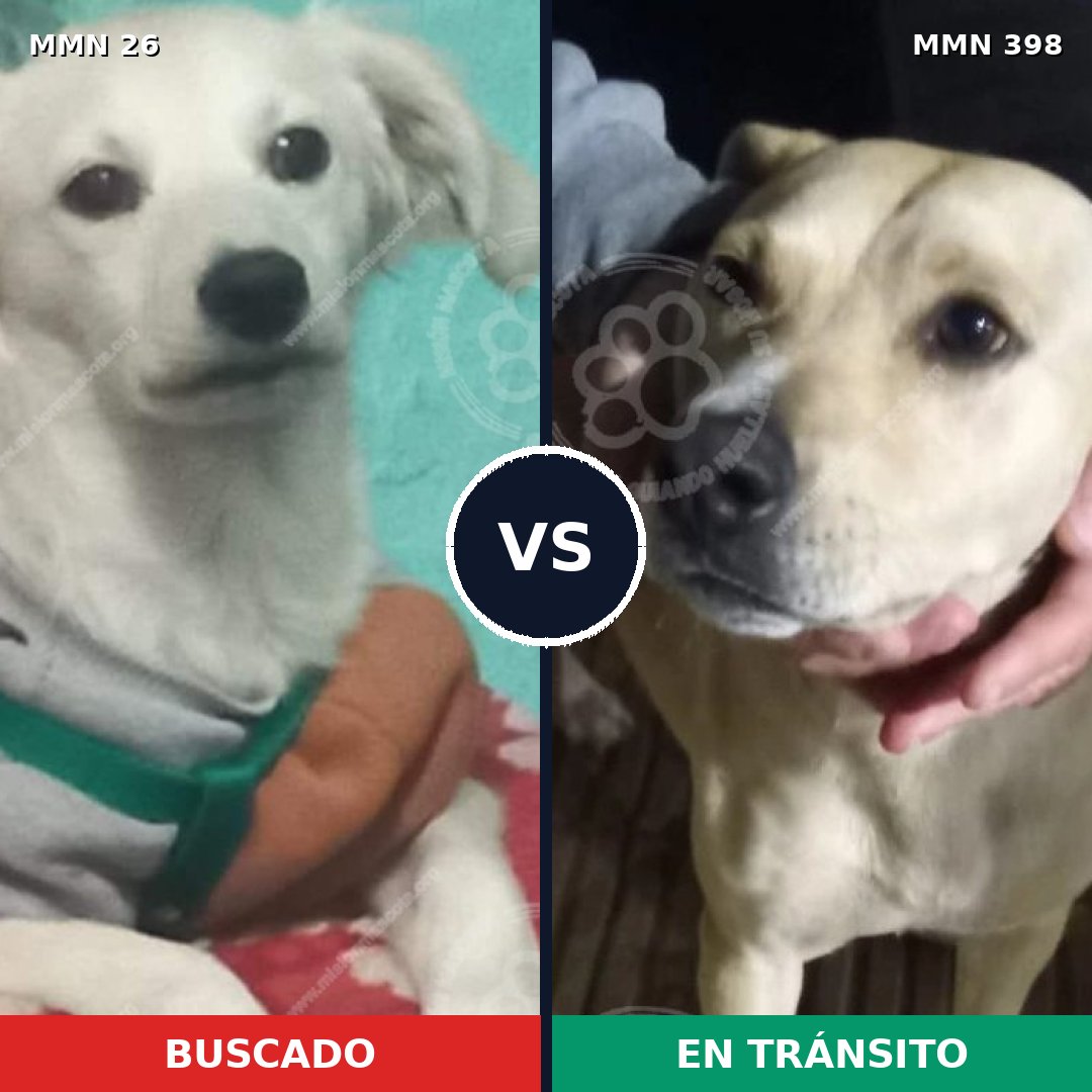 Comparativa MMS 1468: mascota perdida y mascota encontrada, 22% de similitud