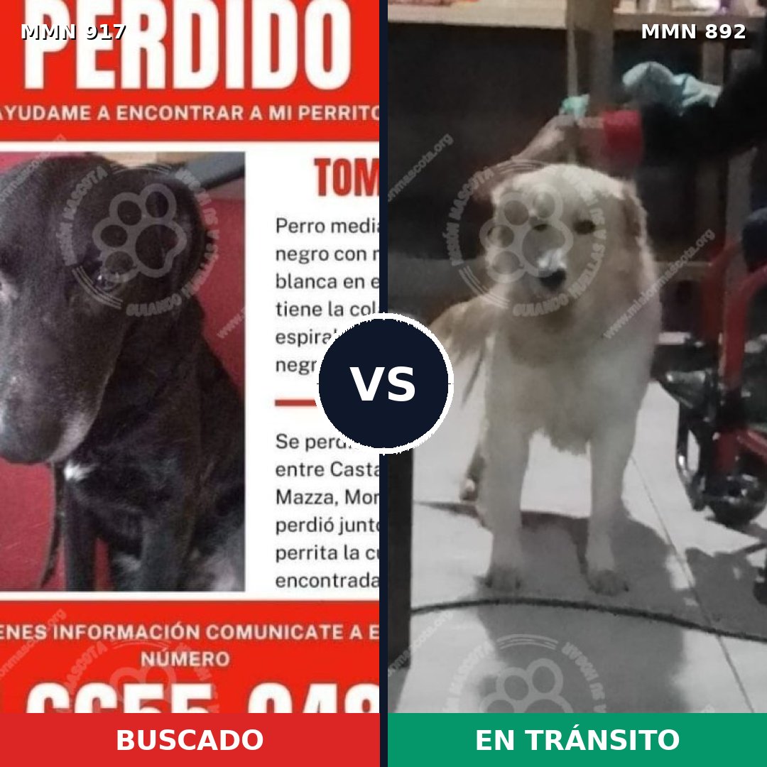 Comparativa MMS 14680: mascota perdida y mascota encontrada, 43% de similitud