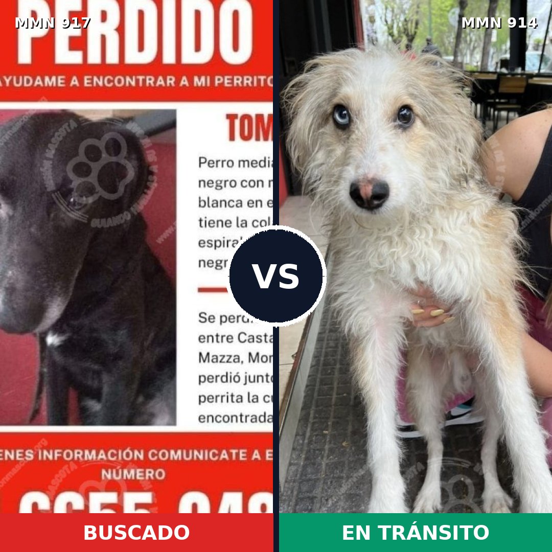 Comparativa MMS 14681: mascota perdida y mascota encontrada, 66% de similitud