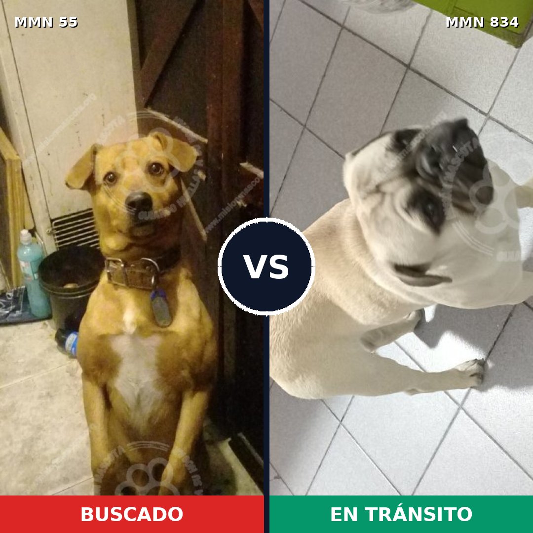 Comparativa MMS 14682: mascota perdida y mascota encontrada, 25% de similitud