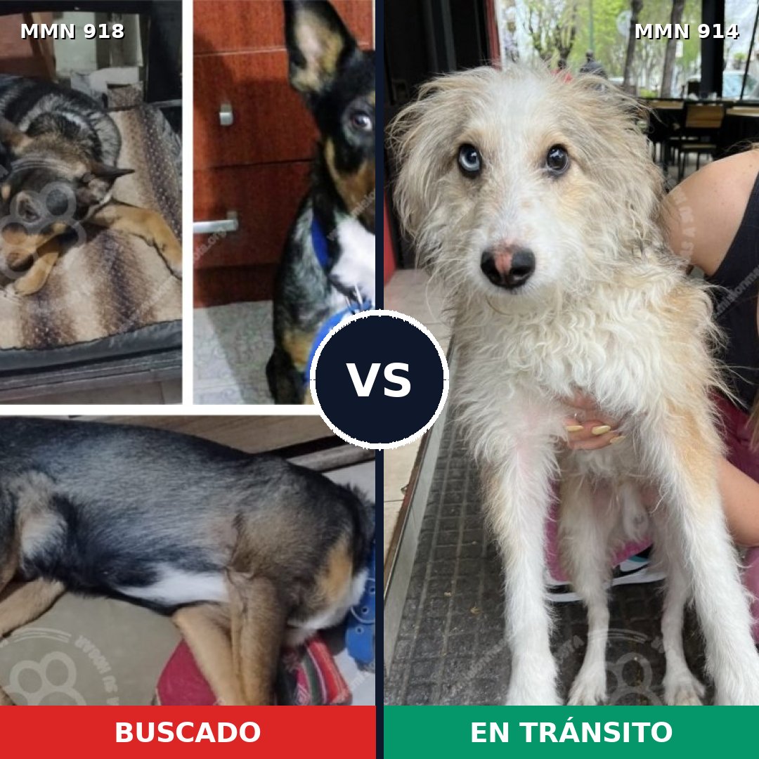 Comparativa MMS 14684: mascota perdida y mascota encontrada, 61% de similitud
