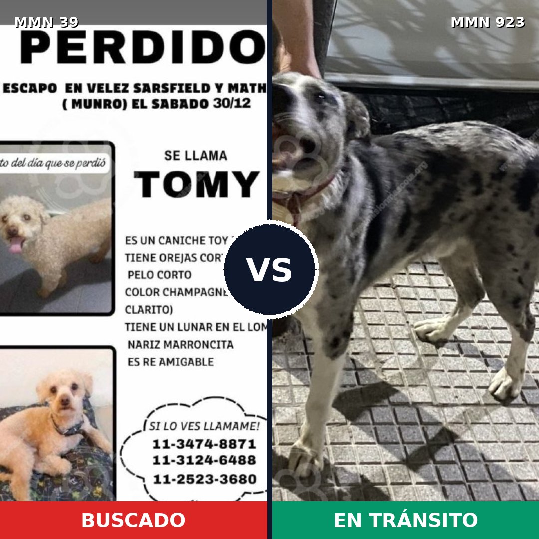 Comparativa MMS 14688: mascota perdida y mascota encontrada, 27% de similitud