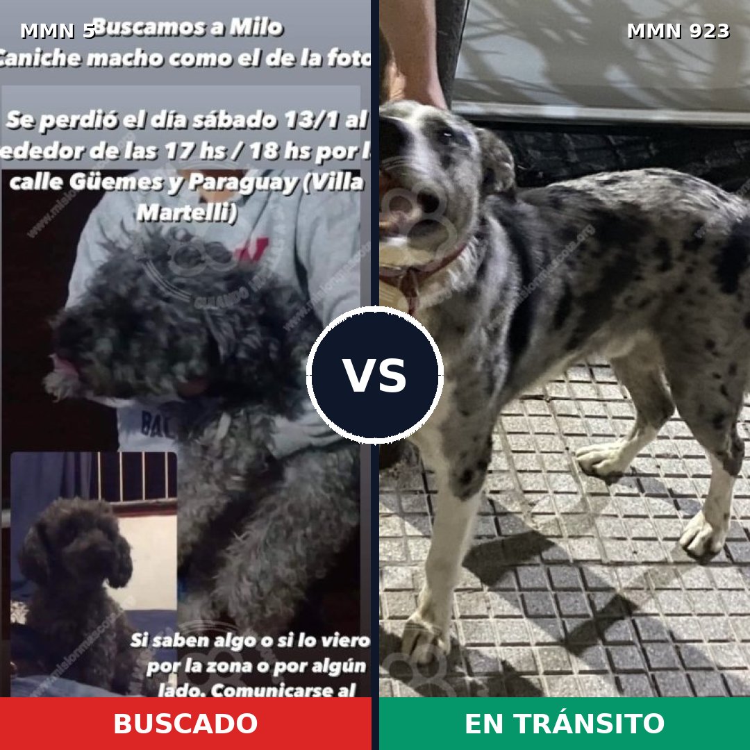 Comparativa MMS 14691: mascota perdida y mascota encontrada, 40% de similitud