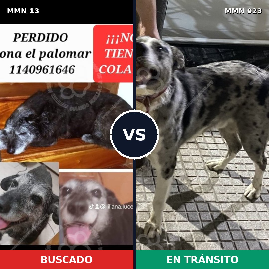 Comparativa MMS 14694: mascota perdida y mascota encontrada, 75% de similitud