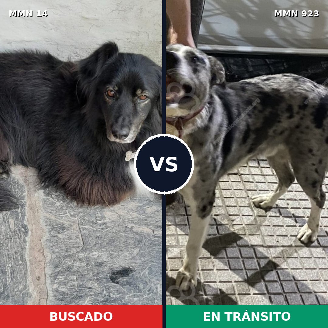 Comparativa MMS 14695: mascota perdida y mascota encontrada, 64% de similitud