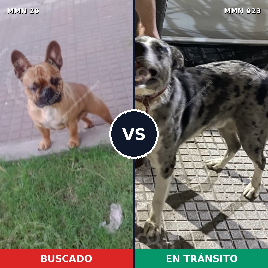 Comparativa MMS 14697: mascota perdida y mascota encontrada, 35% de similitud