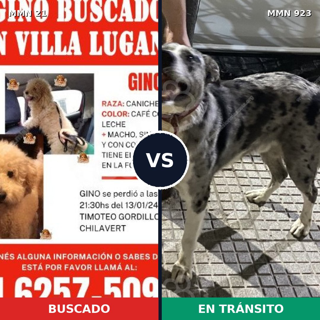Comparativa MMS 14698: mascota perdida y mascota encontrada, 35% de similitud