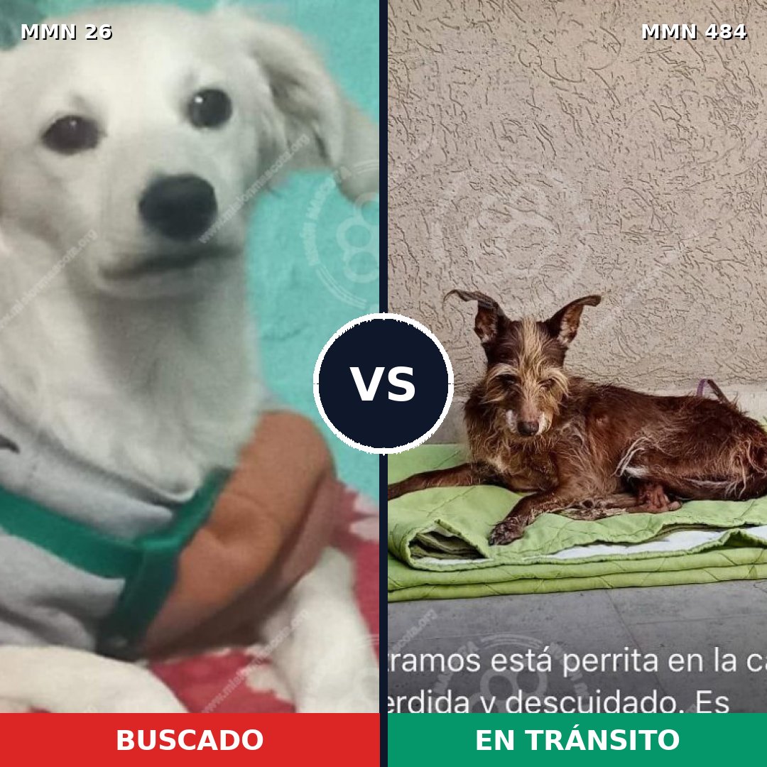 Comparativa MMS 1470: mascota perdida y mascota encontrada, 22% de similitud