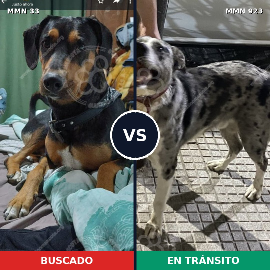 Comparativa MMS 14700: mascota perdida y mascota encontrada, 60% de similitud