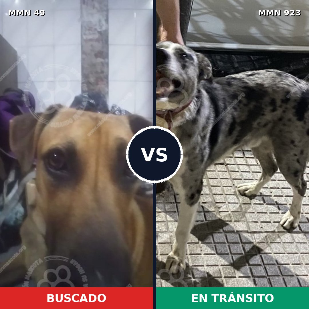 Comparativa MMS 14703: mascota perdida y mascota encontrada, 52% de similitud