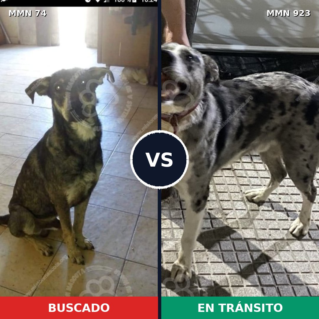 Comparativa MMS 14706: mascota perdida y mascota encontrada, 57% de similitud