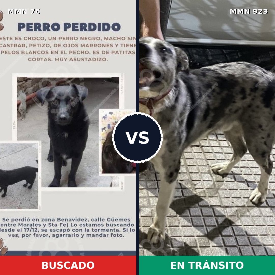 Comparativa MMS 14707: mascota perdida y mascota encontrada, 34% de similitud