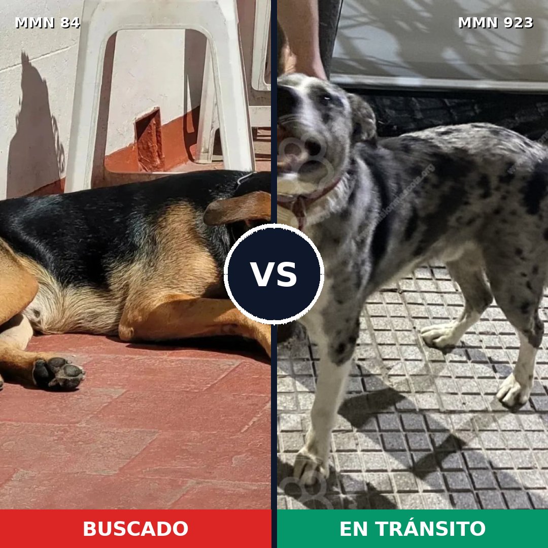 Comparativa MMS 14708: mascota perdida y mascota encontrada, 58% de similitud