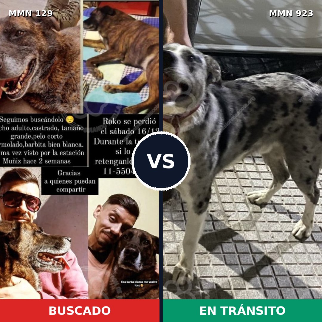 Comparativa MMS 14712: mascota perdida y mascota encontrada, 23% de similitud