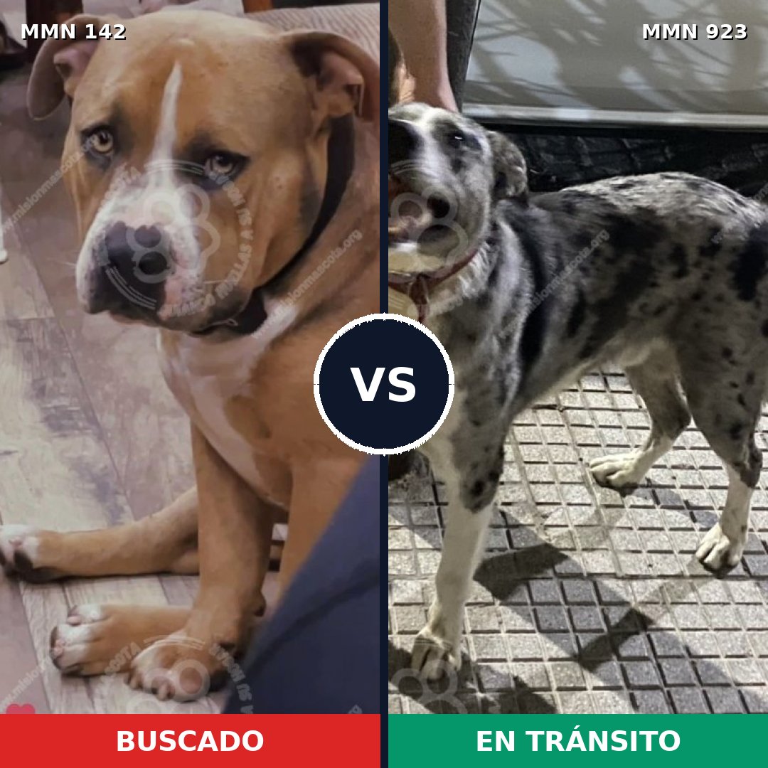 Comparativa MMS 14713: mascota perdida y mascota encontrada, 12% de similitud