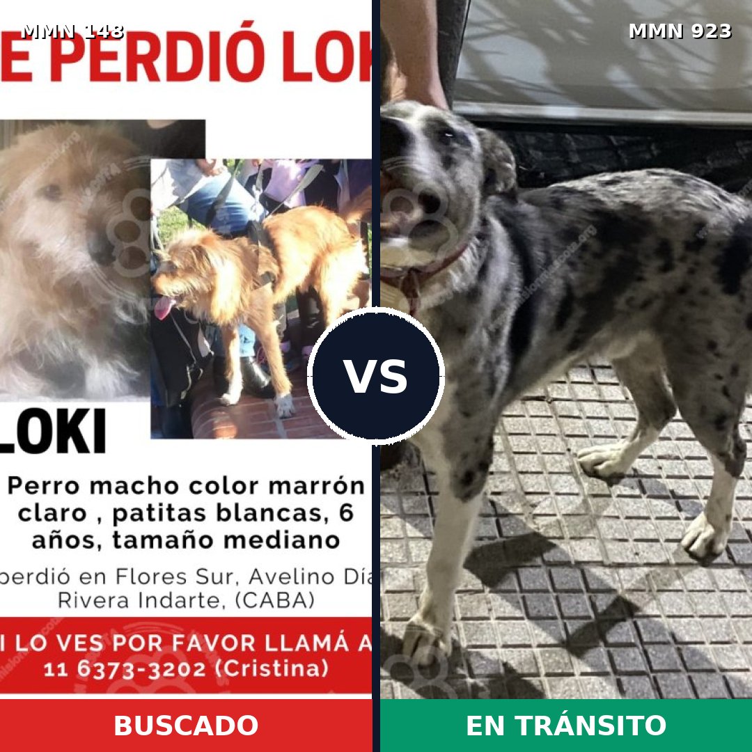 Comparativa MMS 14714: mascota perdida y mascota encontrada, 46% de similitud