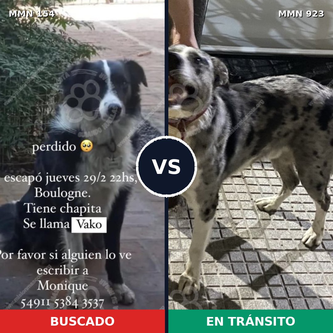 Comparativa MMS 14715: mascota perdida y mascota encontrada, 57% de similitud