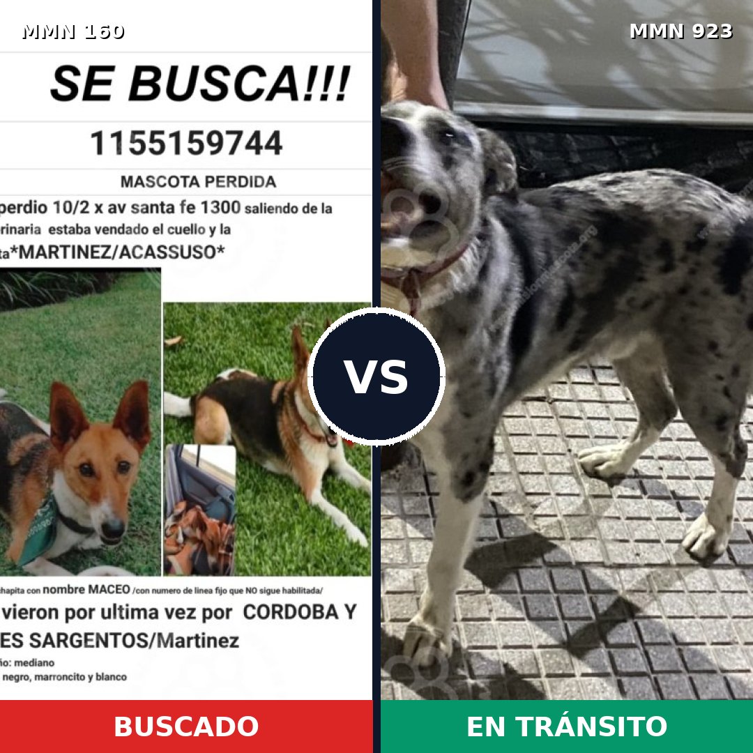 Comparativa MMS 14716: mascota perdida y mascota encontrada, 64% de similitud