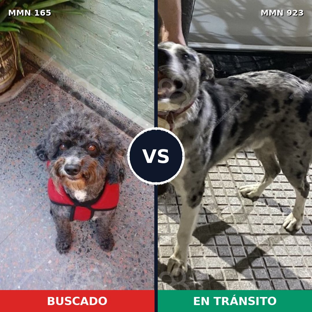 Comparativa MMS 14717: mascota perdida y mascota encontrada, 33% de similitud