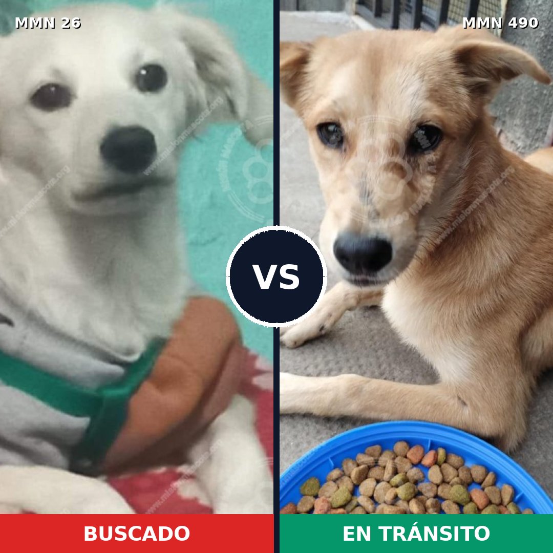 Comparativa MMS 1472: mascota perdida y mascota encontrada, 26% de similitud