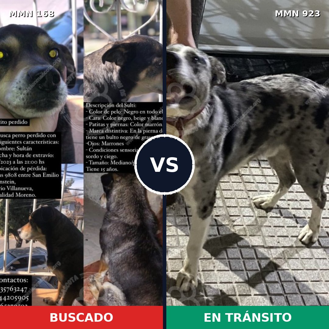 Comparativa MMS 14720: mascota perdida y mascota encontrada, 68% de similitud
