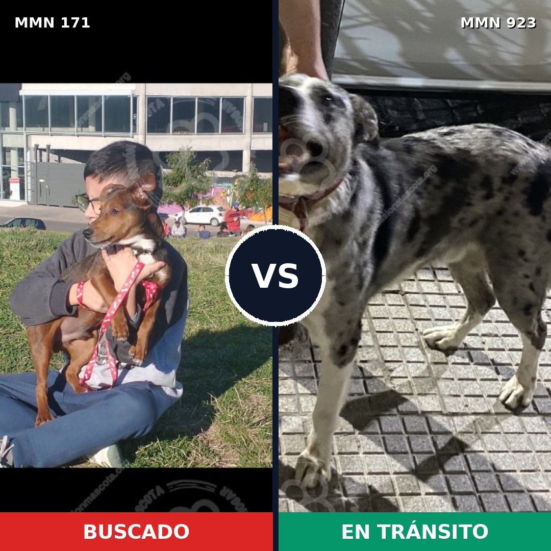 Comparativa MMS 14721: mascota perdida y mascota encontrada, 55% de similitud
