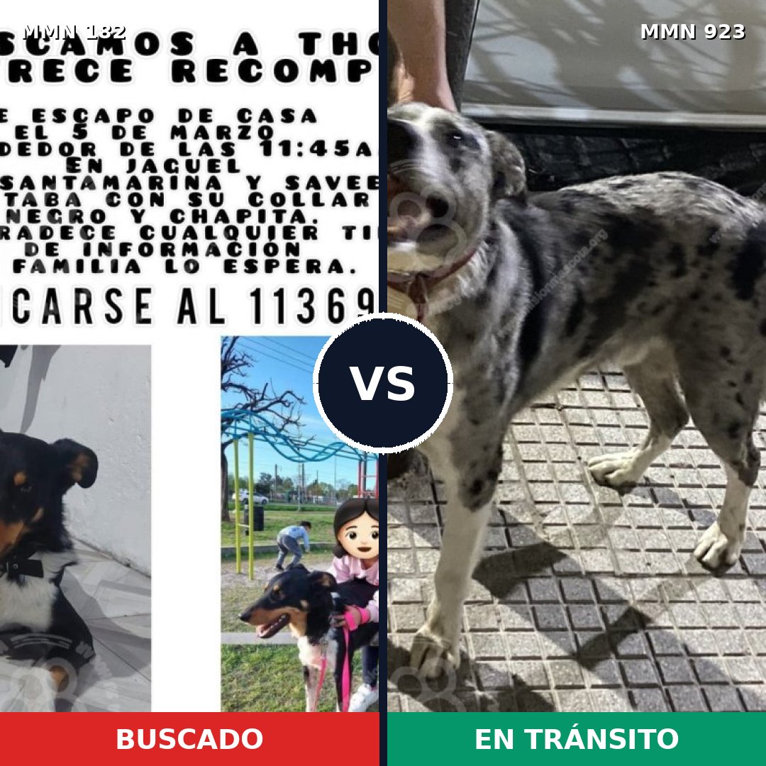 Comparativa MMS 14722: mascota perdida y mascota encontrada, 58% de similitud