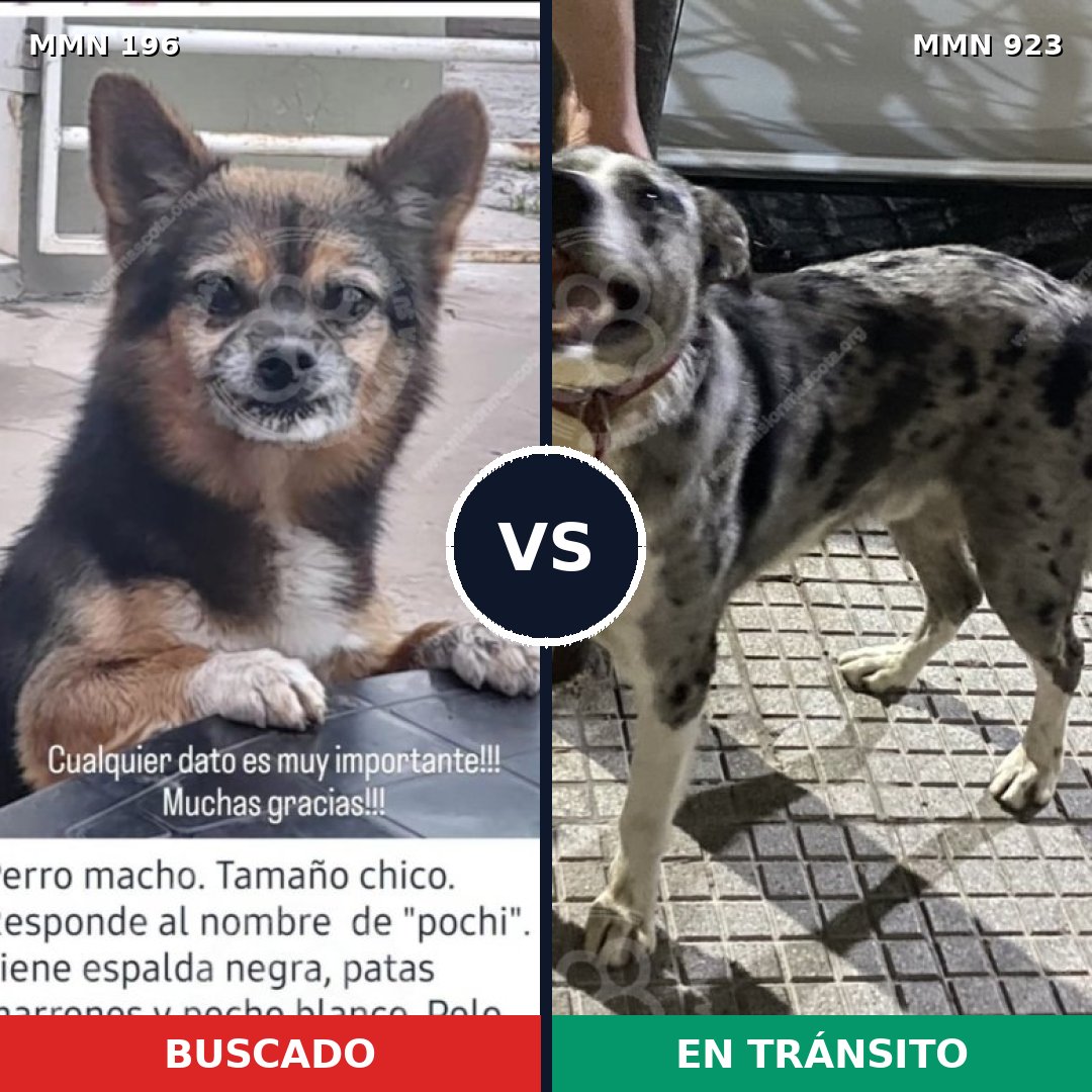 Comparativa MMS 14723: mascota perdida y mascota encontrada, 32% de similitud