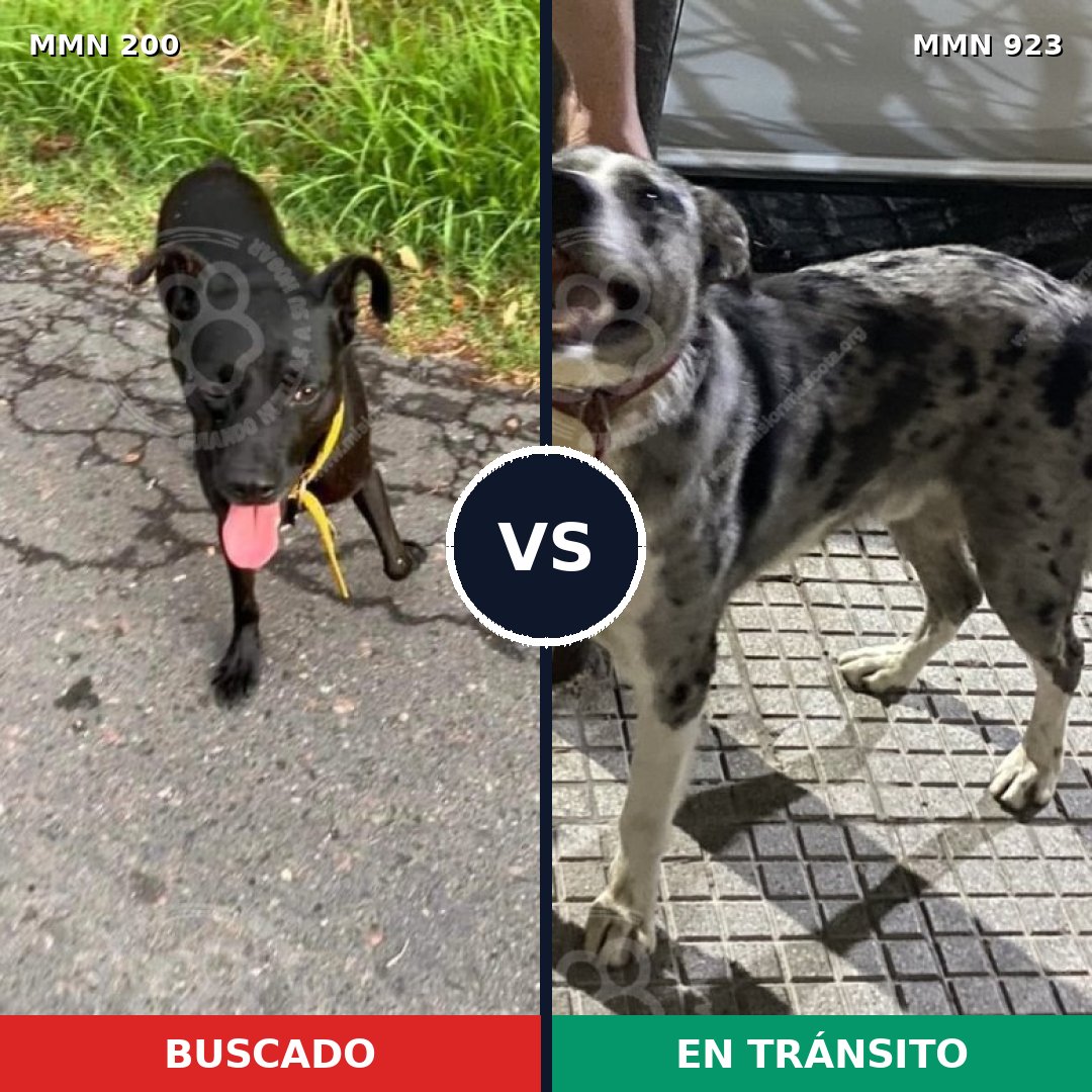 Comparativa MMS 14724: mascota perdida y mascota encontrada, 55% de similitud