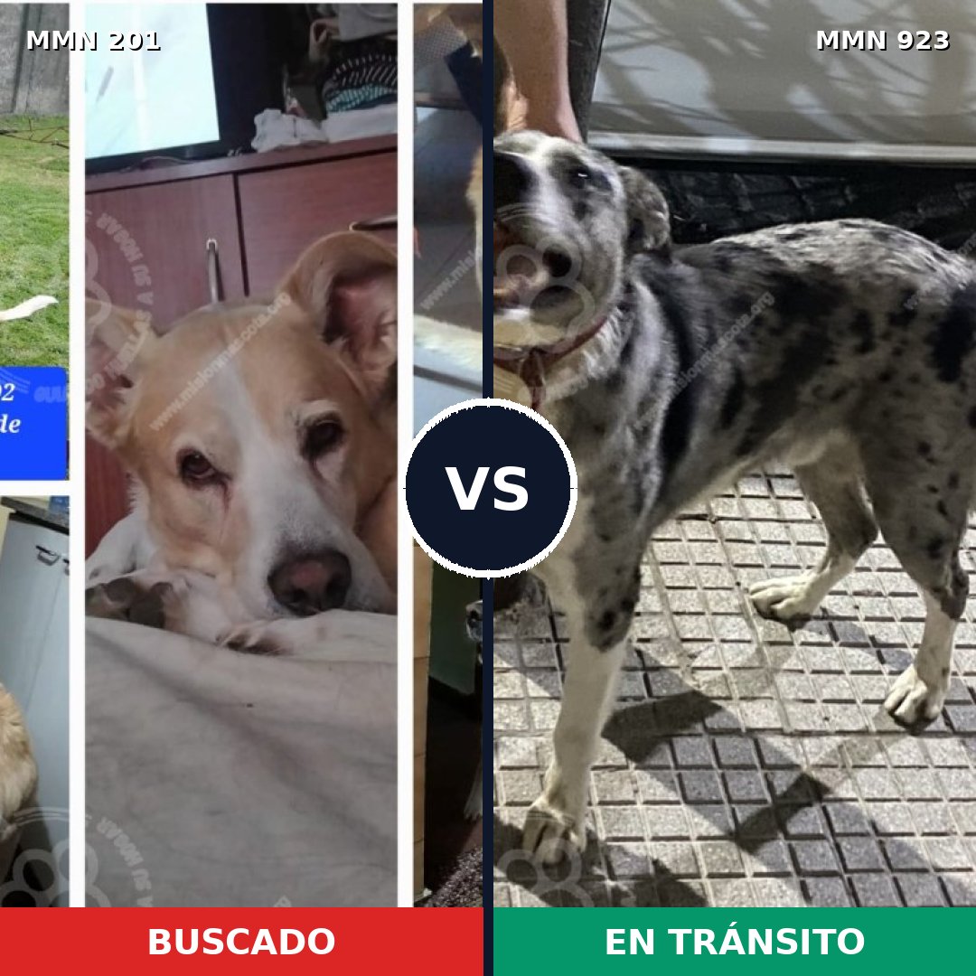 Comparativa MMS 14725: mascota perdida y mascota encontrada, 61% de similitud