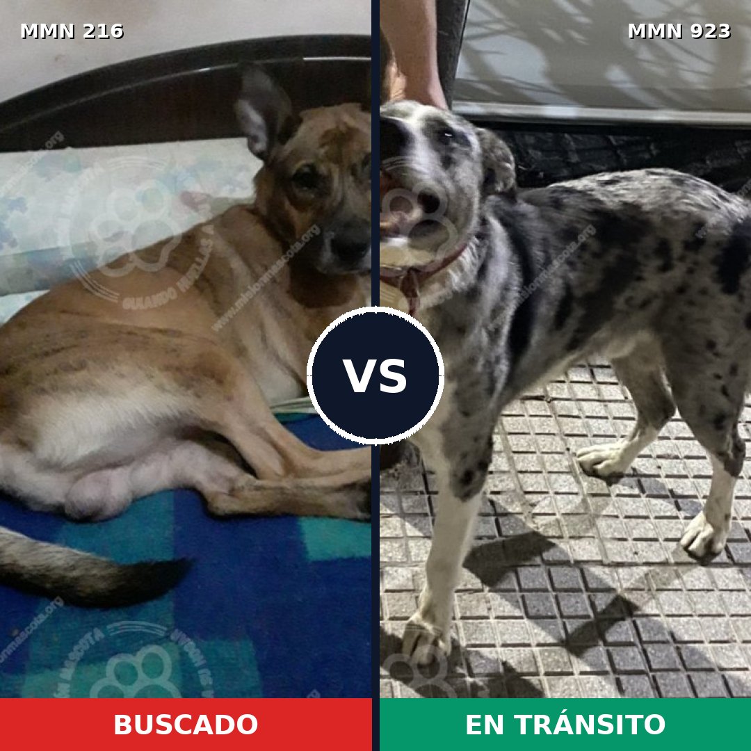 Comparativa MMS 14726: mascota perdida y mascota encontrada, 45% de similitud