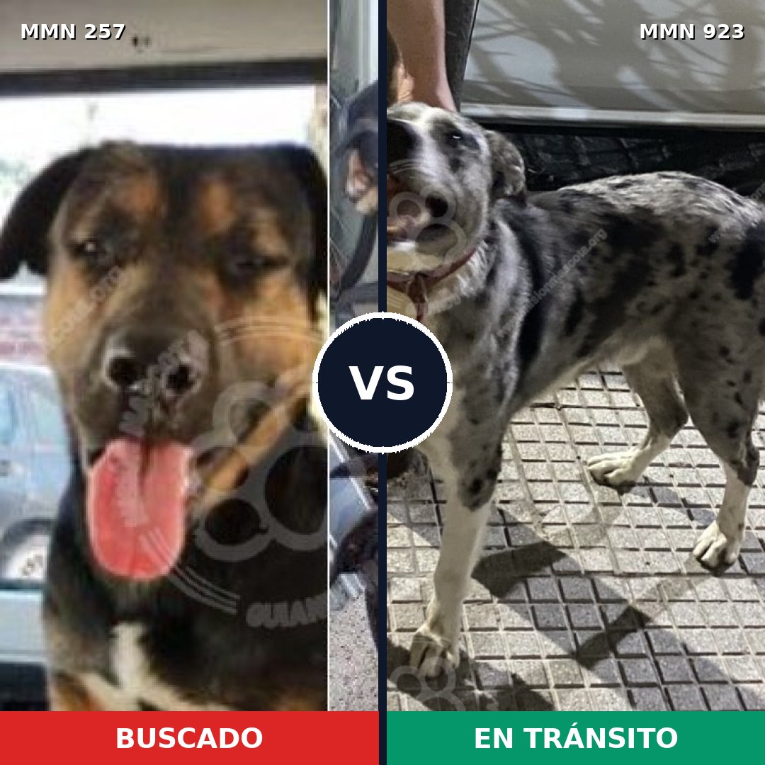 Comparativa MMS 14728: mascota perdida y mascota encontrada, 32% de similitud