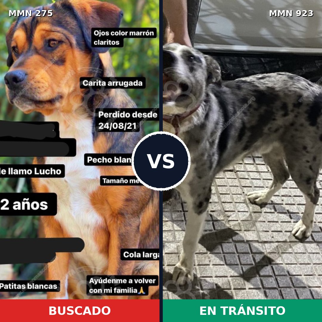 Comparativa MMS 14729: mascota perdida y mascota encontrada, 66% de similitud