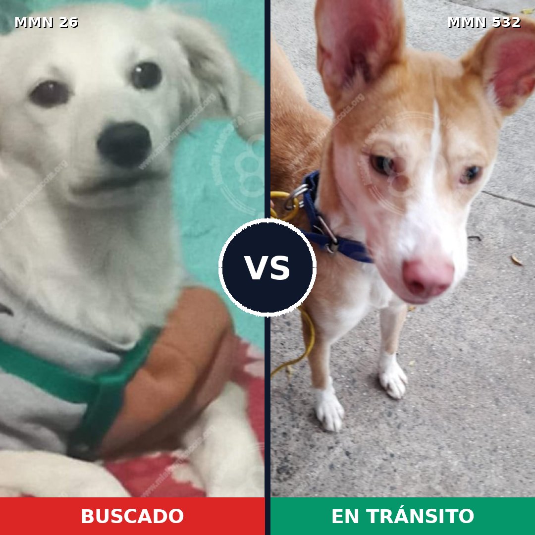 Comparativa MMS 1473: mascota perdida y mascota encontrada, 22% de similitud