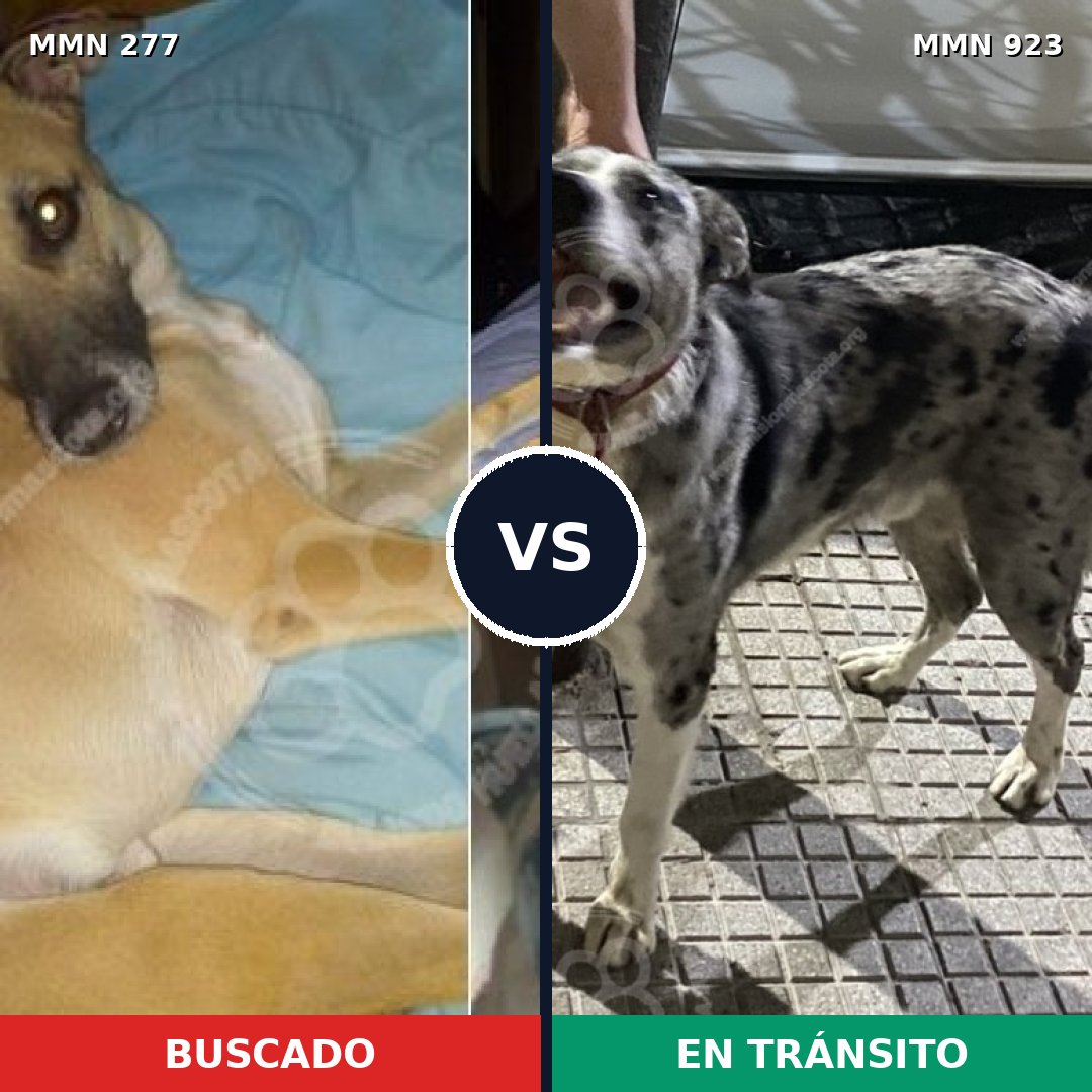 Comparativa MMS 14730: mascota perdida y mascota encontrada, 45% de similitud