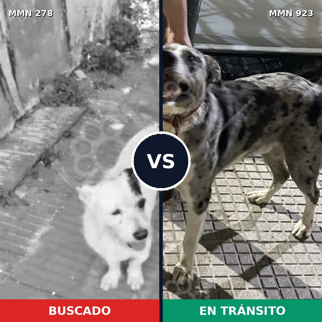 Comparativa MMS 14731: mascota perdida y mascota encontrada, 23% de similitud