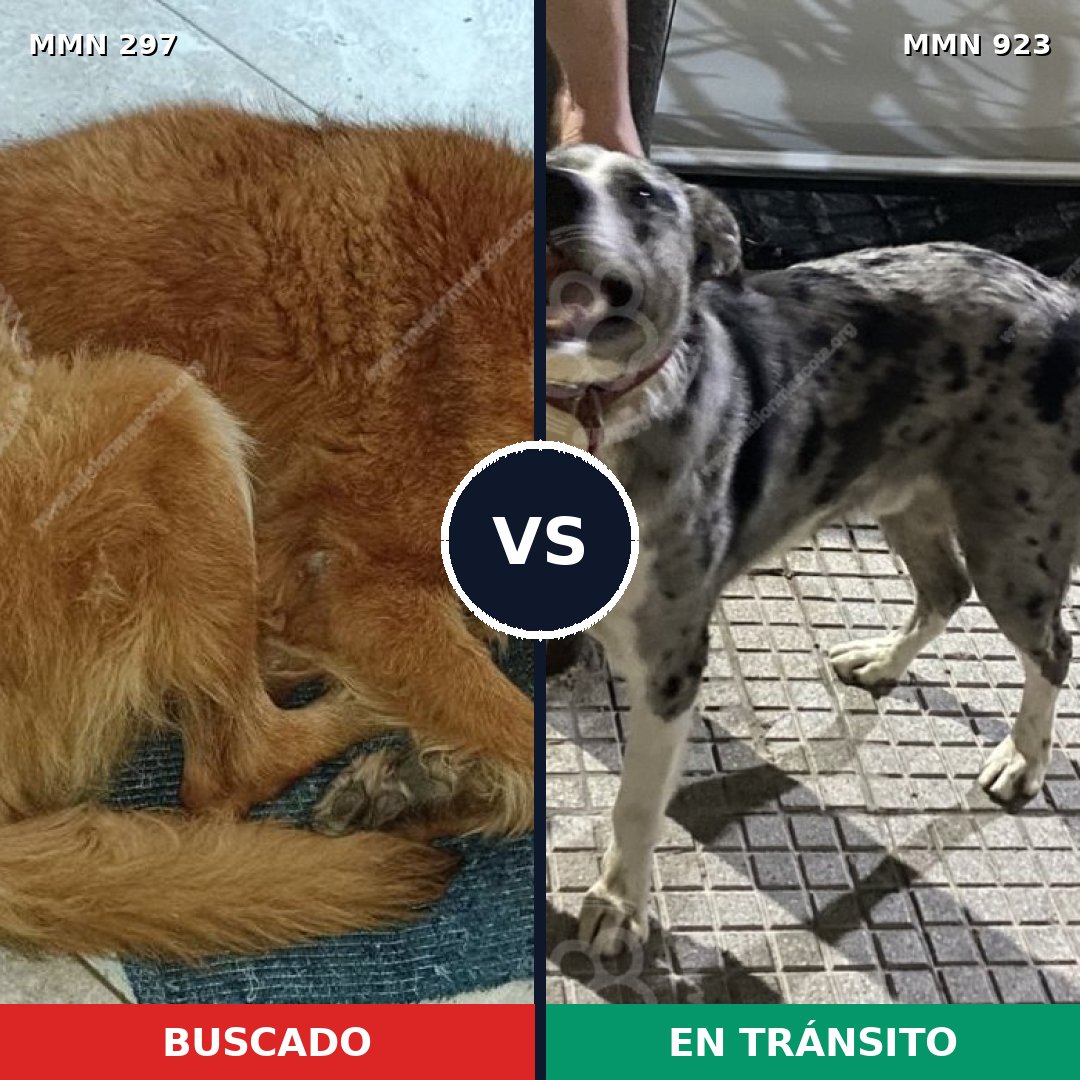 Comparativa MMS 14733: mascota perdida y mascota encontrada, 56% de similitud