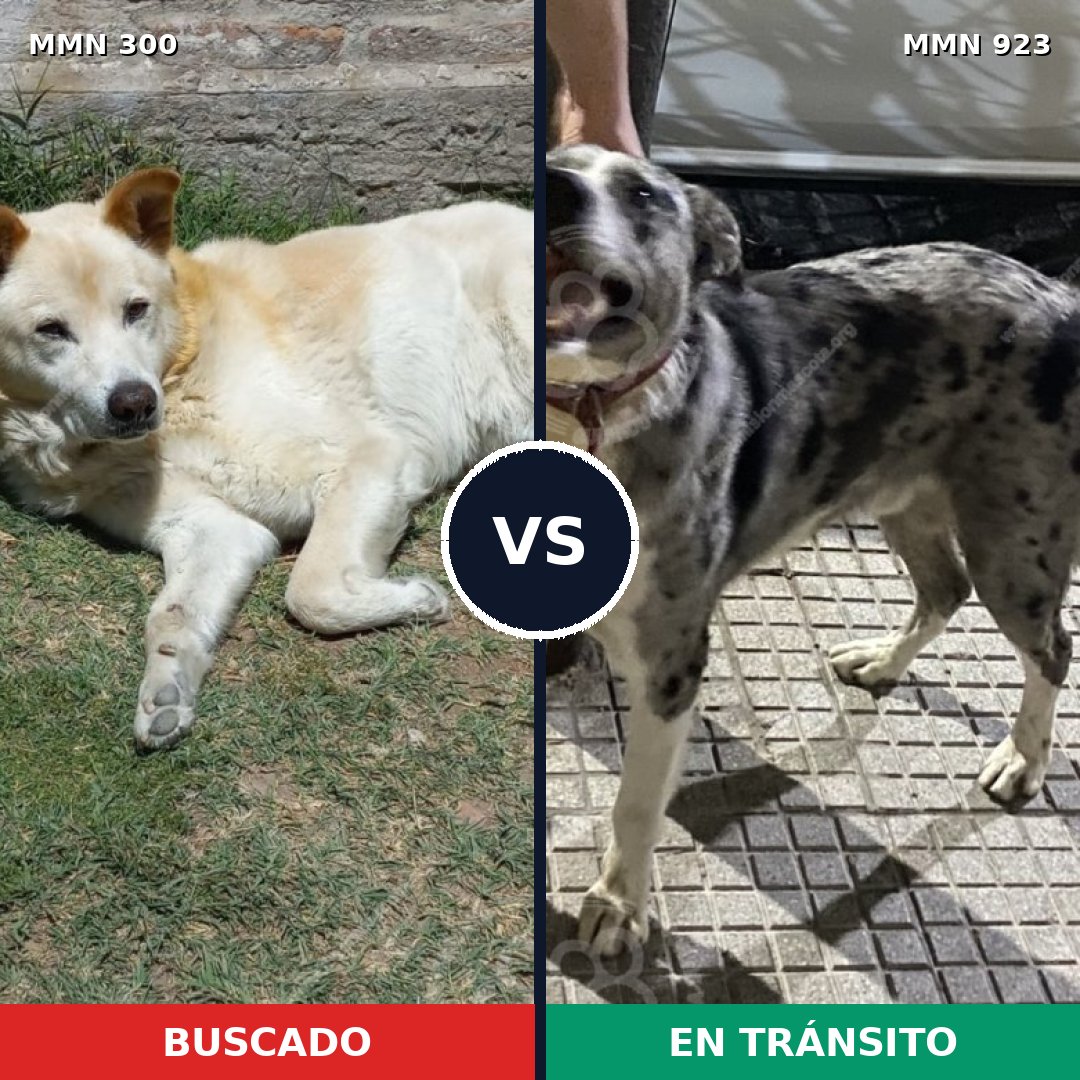 Comparativa MMS 14734: mascota perdida y mascota encontrada, 55% de similitud