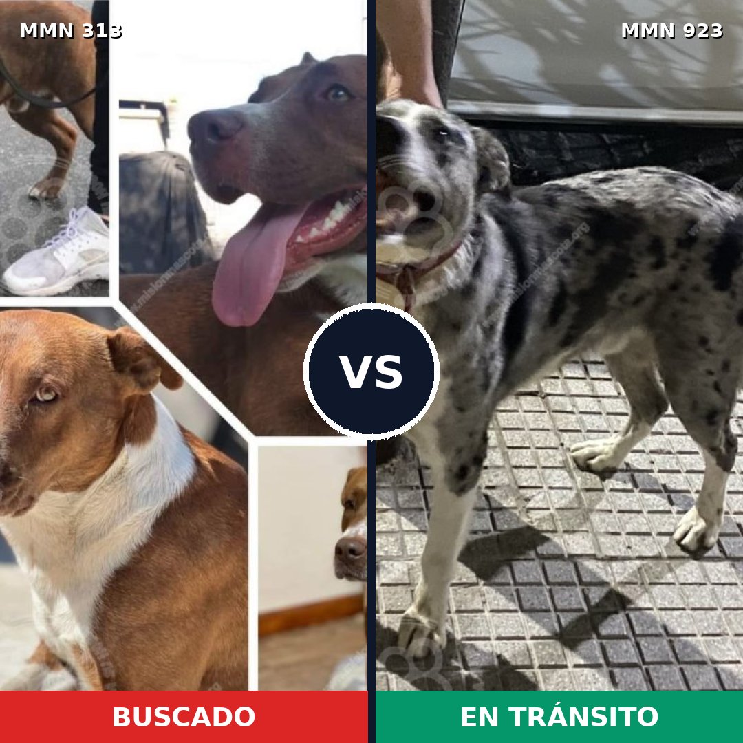 Comparativa MMS 14736: mascota perdida y mascota encontrada, 61% de similitud
